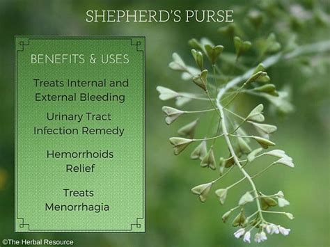 shepherd's purse in tamil uses